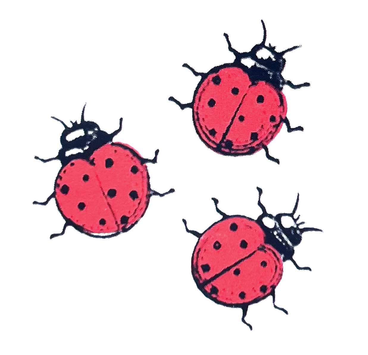 Drawing of three ladybug